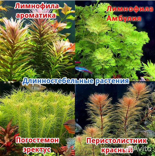 Аквариумные растения