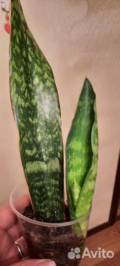 Сансевиерия grandis