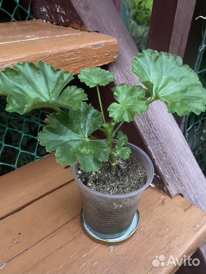 Пеларгония тюльпановидная Red Pandora