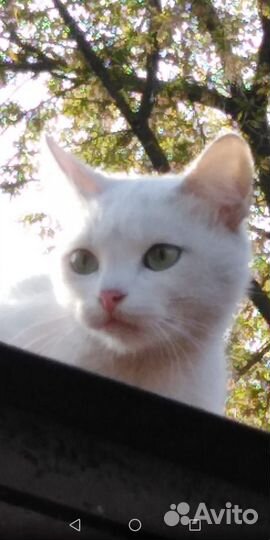 Котик в добрые руки