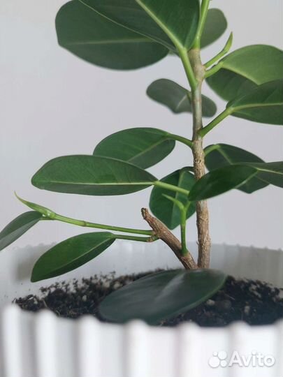 Фикус Панда