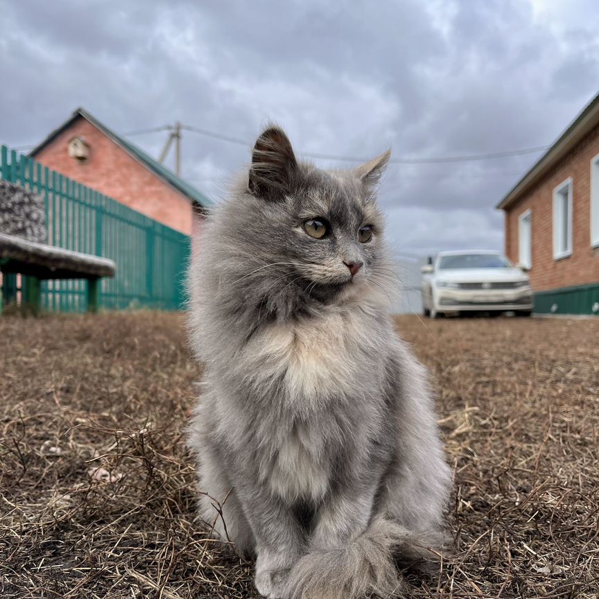 Котенок девочка 6,5 месяцев