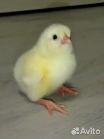 Инкубационное яйцо бройлера кобб 500