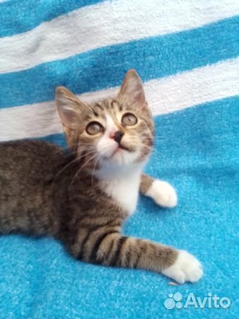 Котенок в добрые руки