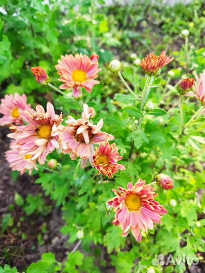 Хризантемы, дороникум, матрикария