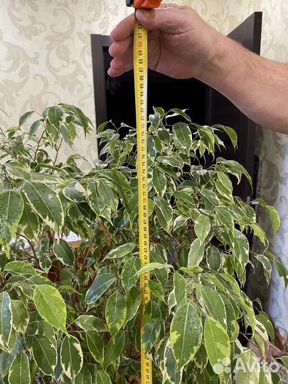 Бенджамина