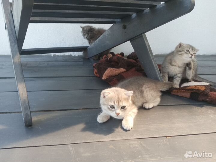 Отдам котят