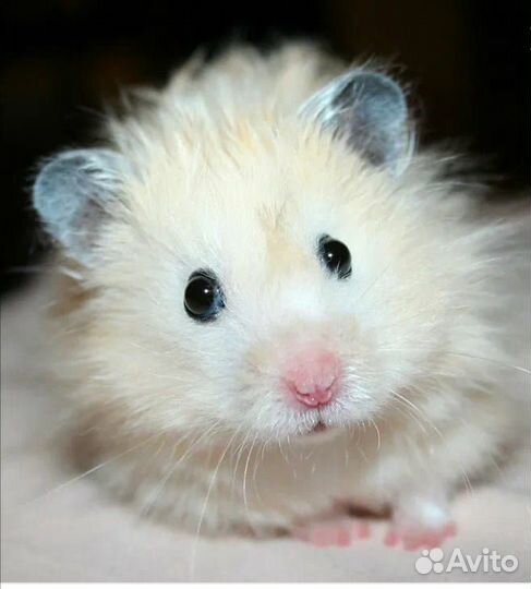 Хомяки сирийские