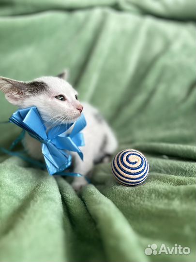 Котенок мальчик