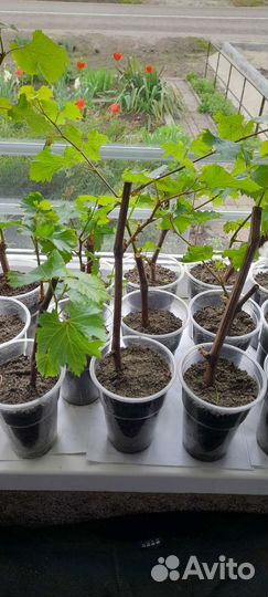 Вегетирующие саженцы винограда