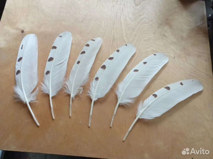 Перо белой совы