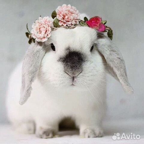 Профессиональ.стрижка кошек, собак, кроликов, лис