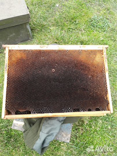 Сушь рамки для пчёл