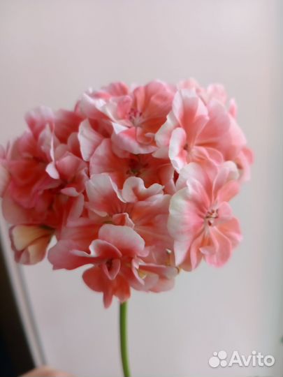 Пеларгония герань