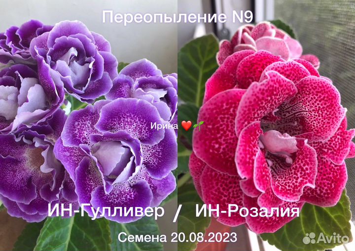 Семена глоксинии