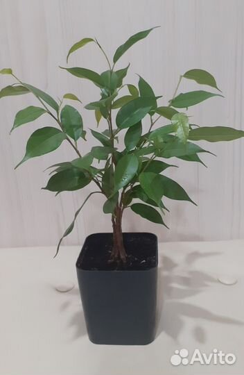 Фикус бенджамина