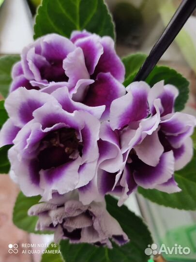 Глоксиния цветущая и клубни