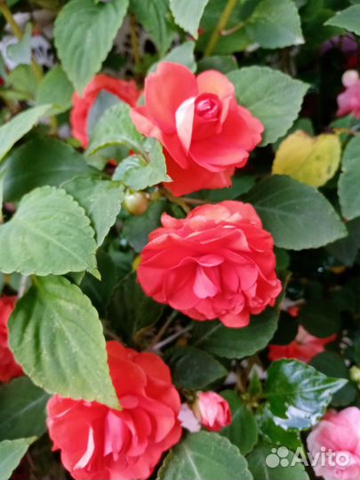 Бальзамин махровый, не махровый (Ванька мокрый)