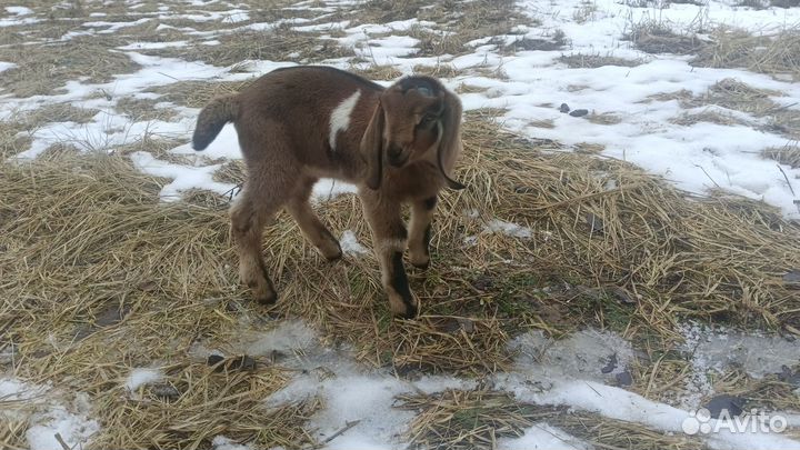 Нубийские козлята