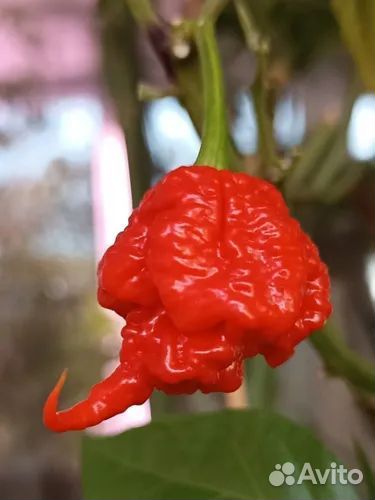 Семена Острый перец Каролина рипер красный