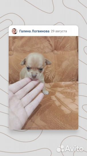 Собака чихуахуа