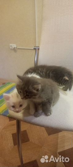 Котята бесплатно