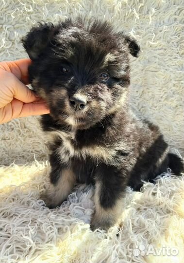 Щенок мальчик