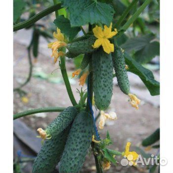 Семена высокоурожайного огурца Гирлянда F1