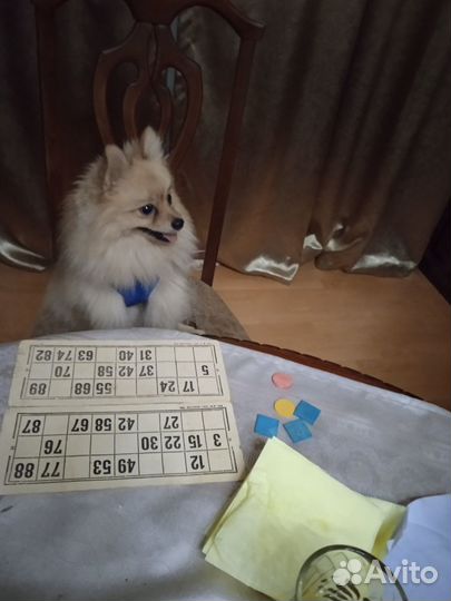 Шпиц ищет любимую девочку