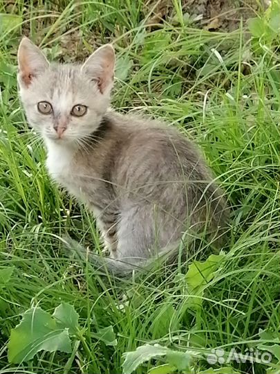 Домашние животные котята бесплатно