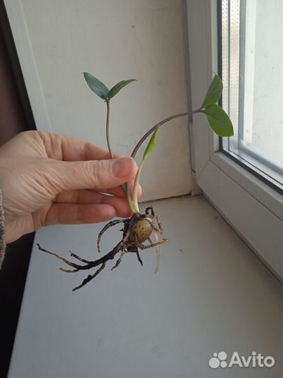 Замиокулькас