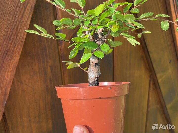 Бонсай (вяз мелколистный)