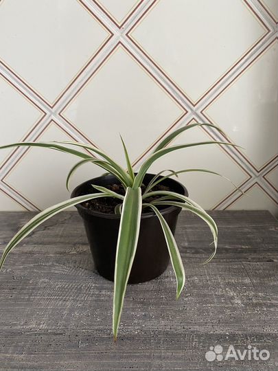 Хлорофитум