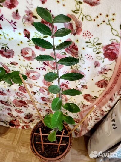 Замиокулькас