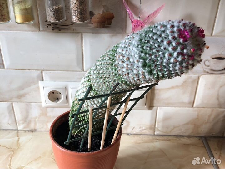 Кактус цветущий Мамилярия