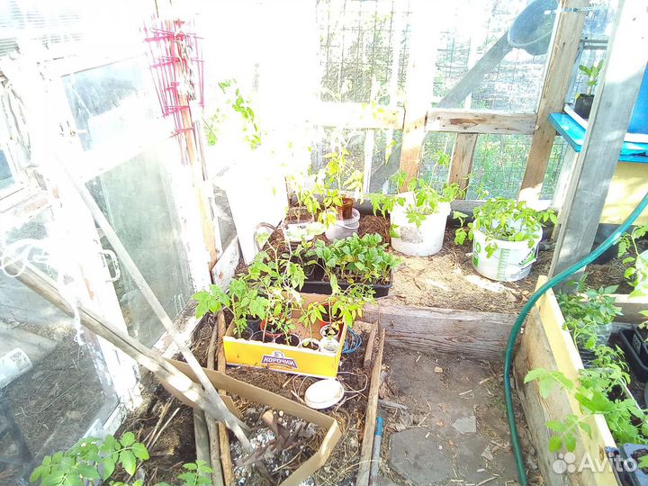 Рассада томатов с доставкой