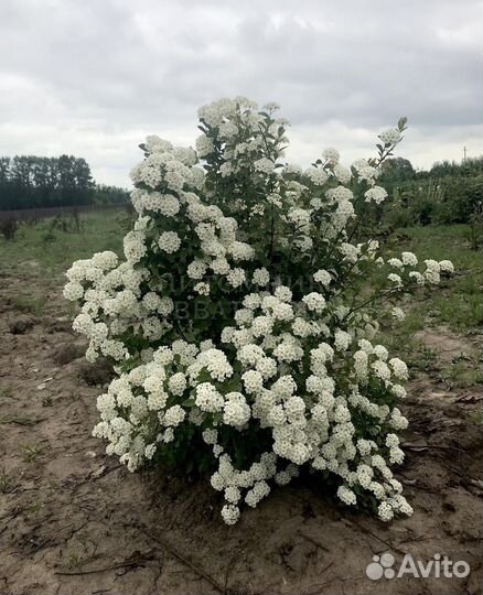 Спирея Вангутта