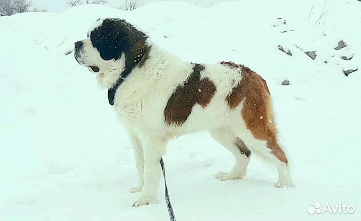 Сенбернар вязка