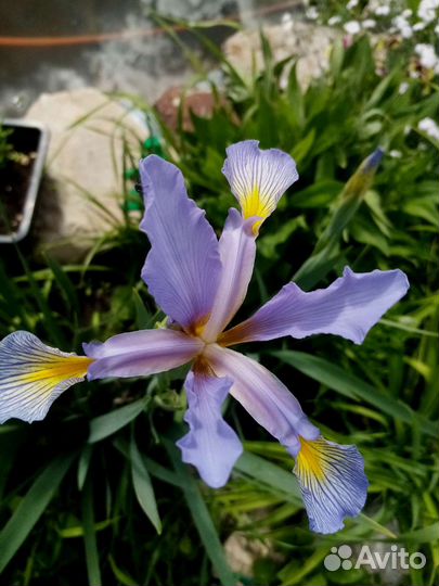 Ирис спурия