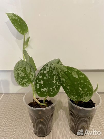 Эпипремнумы, сциндапсусы