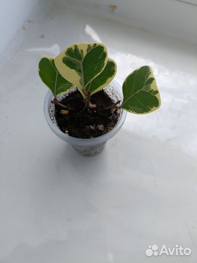 Фикус вайт марджин, де-гантель, ретуза мутабились