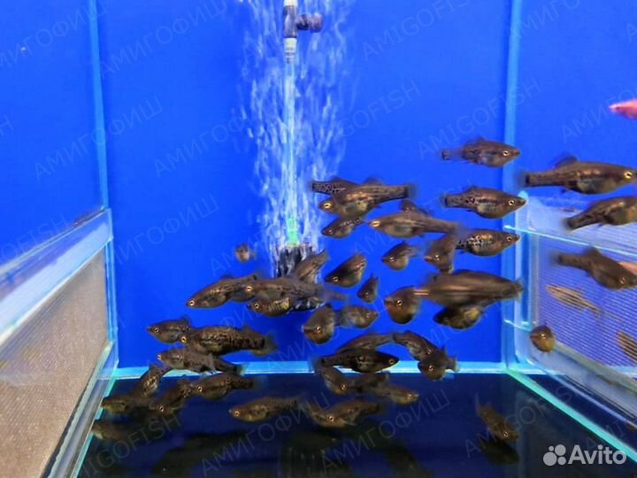 Меченосец Миллера разводные