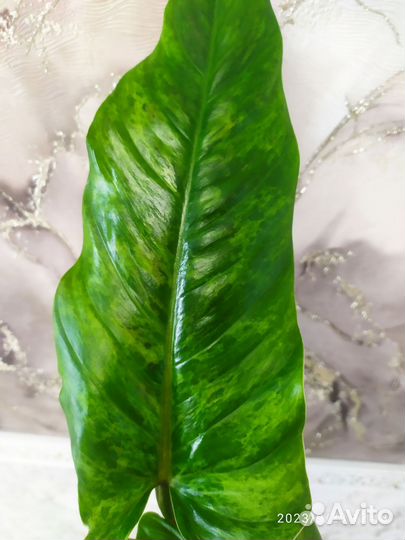 Филодендрон Круэнтум вариегатный