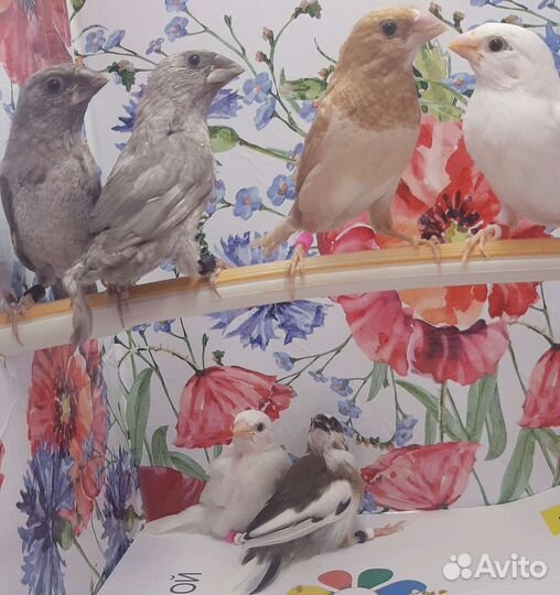 Японские,Зебровые,Рисовые амадины