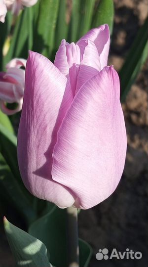 Луковицы тюльпанов микс