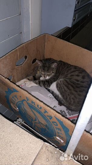 Кот в подъезде