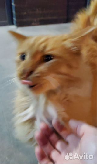 Чья потеряшка