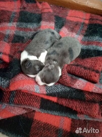 Помесь терьер-чихуа-хуа