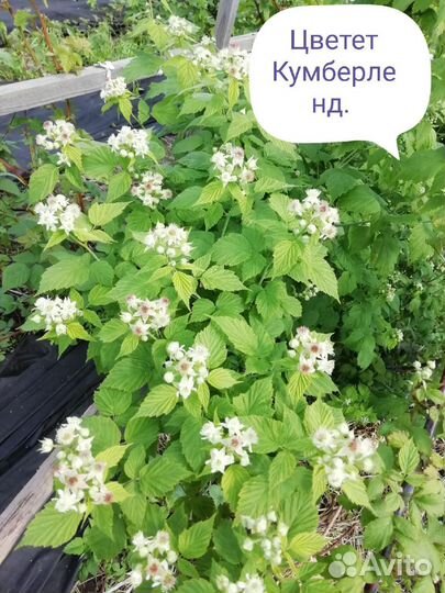 Черная малина Кумберленд