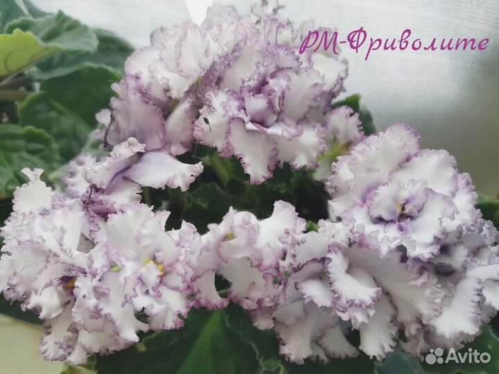 Сортовые фиалки